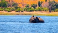 African elephant fording the river