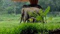 African elephant on the forest and green atmosphere