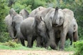 African Elephant Friends