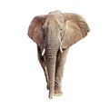 African Elephant Front View Isolated Royalty Free Stock Photo