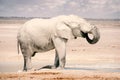 An African Elephant Getting a Drink in Namibia - Etosha National Park