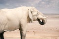 An African Elephant Getting a Drink in Namibia - Etosha National Park