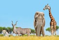 African elephant, giraffe, kudu and a lion