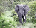 An African elephant goes in search of food on wild savanna