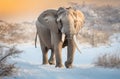 African Elephant Gracefully Walking in the Snow.