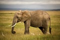 African elephant in grassland with cattle egrets