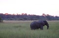 AFRICAN ELEPHANT IN GRASSLAND AT DUSK