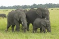 African Elephant in grasslands of Lewa Conservancy, Kenya, Africa Royalty Free Stock Photo