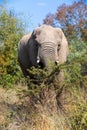 African Elephant in Pilanesberg South Africa wildlife safari Royalty Free Stock Photo