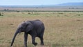 African elephant grazes on the expanses of the Kenyan savannah