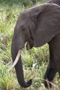 African elephant grazing