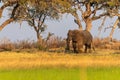 African Elephant grazing in the Okavango Delta at sunset Royalty Free Stock Photo