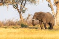 African Elephant grazing in the Okavango Delta at sunset Royalty Free Stock Photo