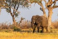 African Elephant grazing in the Okavango Delta at sunset Royalty Free Stock Photo