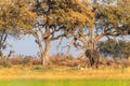 African Elephant grazing in the Okavango Delta at sunset Royalty Free Stock Photo