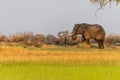 African Elephant grazing in the Okavango Delta at sunset Royalty Free Stock Photo