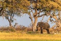 African Elephant grazing in the Okavango Delta at sunset Royalty Free Stock Photo