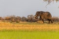 African Elephant grazing in the Okavango Delta at sunset Royalty Free Stock Photo