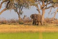 African Elephant grazing in the Okavango Delta at sunset Royalty Free Stock Photo