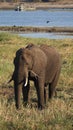 African elephant grazing at river in Chobe National Park Royalty Free Stock Photo