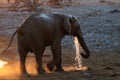 African elephant have a drink, etosha nationalpark, namibia Royalty Free Stock Photo