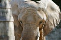 African Elephant Head Closeup Loxodonta Africana Royalty Free Stock Photo