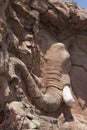 African elephant head relief, artificial rocks in Sun City, South Africa Royalty Free Stock Photo