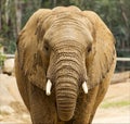 African Elephant head shot