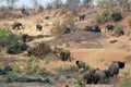 African Elephant herd