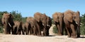 African Elephant Herd Royalty Free Stock Photo