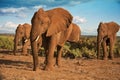 African elephant herd advancing Royalty Free Stock Photo