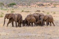 African Elephant herd Royalty Free Stock Photo