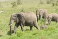 African Elephant herd Royalty Free Stock Photo