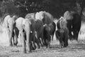 African Elephant herd Royalty Free Stock Photo