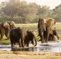 African Elephant Herd