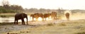 African Elephant Herd Royalty Free Stock Photo