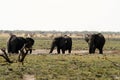 African Elephant Herd Royalty Free Stock Photo