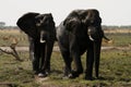 African Elephant Herd Royalty Free Stock Photo
