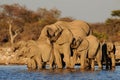 African elephant herd are drinking, etosha nationalpark, namibia Royalty Free Stock Photo