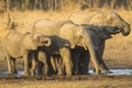 African Elephant herd drinking Royalty Free Stock Photo