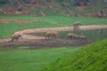 African Elephant herd drinking at water's edge in South Africa Royalty Free Stock Photo