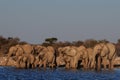 African elephant herd drinking on a waterhole, etosha nationalpark, namibia Royalty Free Stock Photo