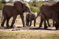 African elephant, a herd of elephants moves to the next waterhole, savannah, Kenya, safari, nature of Africa Royalty Free Stock Photo