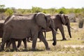 African elephant, a herd of elephants moves to the next waterhole, savannah, Kenya, safari, nature of Africa Royalty Free Stock Photo