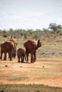 African elephant, a herd of elephants moves to the next waterhole, savannah, Kenya, safari, nature of Africa Royalty Free Stock Photo