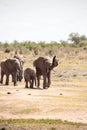African elephant, a herd of elephants moves to the next waterhole, savannah, Kenya, safari, nature of Africa Royalty Free Stock Photo