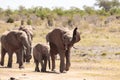 African elephant, a herd of elephants moves to the next waterhole, savannah, Kenya, safari, nature of Africa Royalty Free Stock Photo