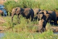 Herd of African elephants in natural habitat, Kruger National Park, South Africa Royalty Free Stock Photo