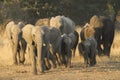 African Elephant herd Royalty Free Stock Photo