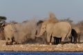 African elephant herd make a dust bath, etosha nationalpark Royalty Free Stock Photo